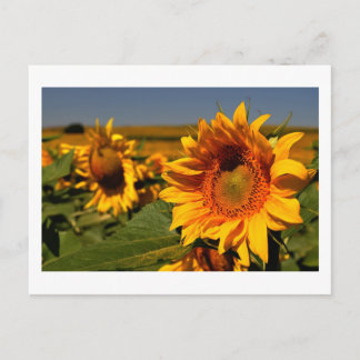 Sonnenblume Postkarte