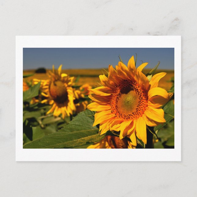 Sonnenblume Postkarte (Vorderseite)