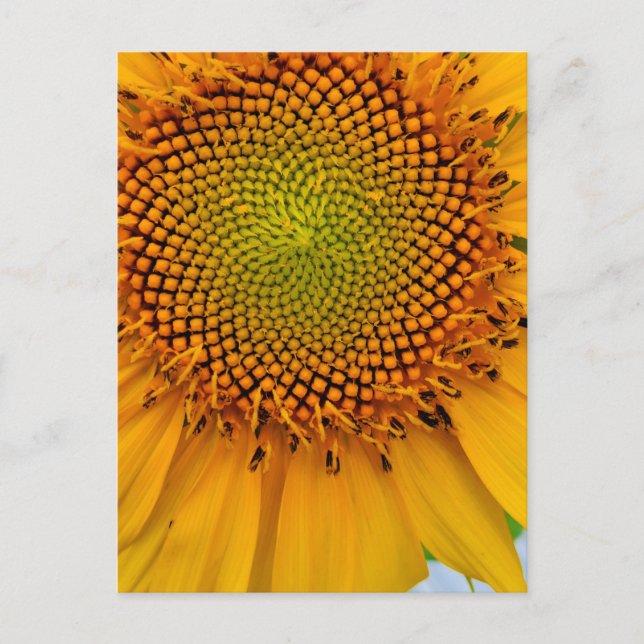 Sonnenblume Postkarte (Vorderseite)