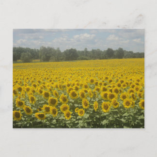 Sonnenblume Postkarte