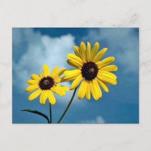 Sonnenblume Postkarte