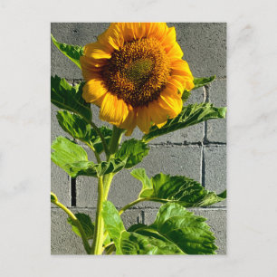 Sonnenblume Postkarte