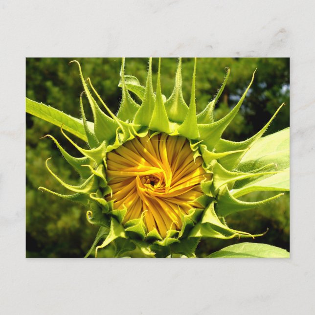 Sonnenblume Postkarte (Vorderseite)
