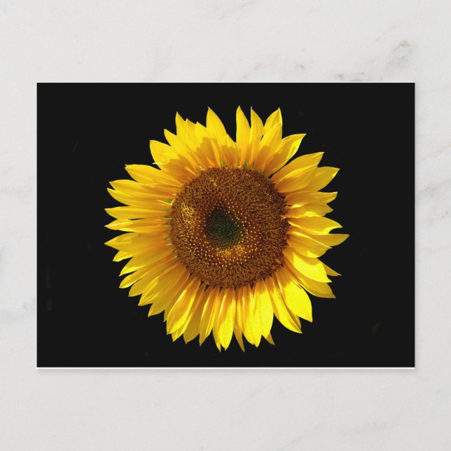 Sonnenblume Postkarte (Vorderseite)
