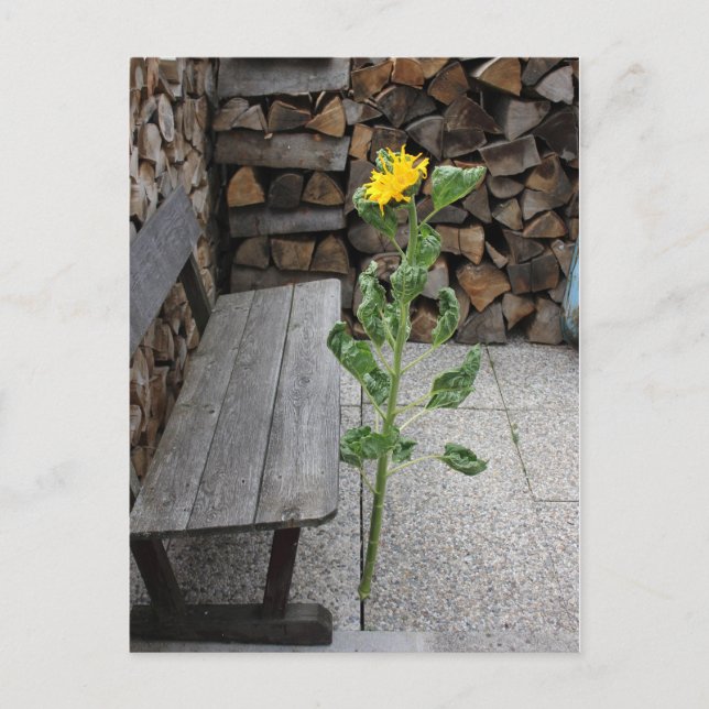 Sonnenblume Postkarte (Vorderseite)
