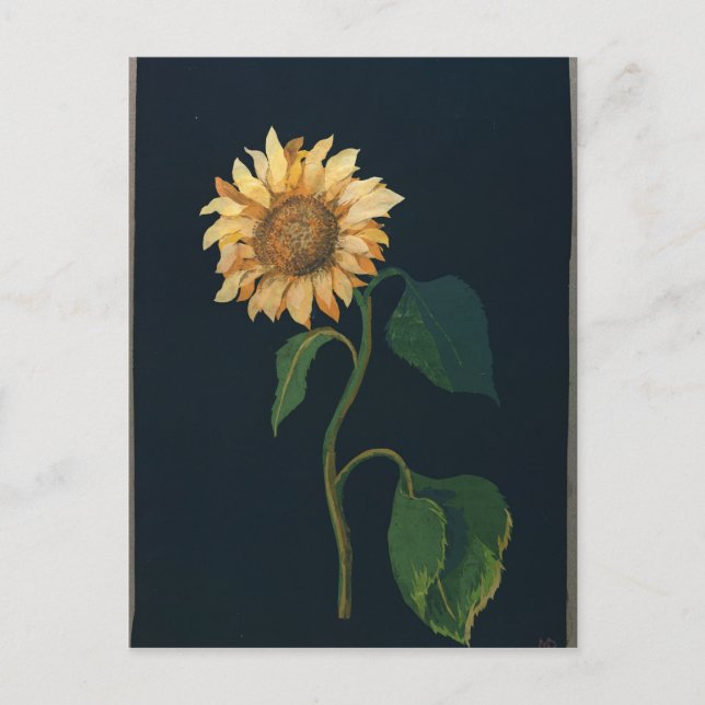 Sonnenblume Postkarte (Vorderseite)