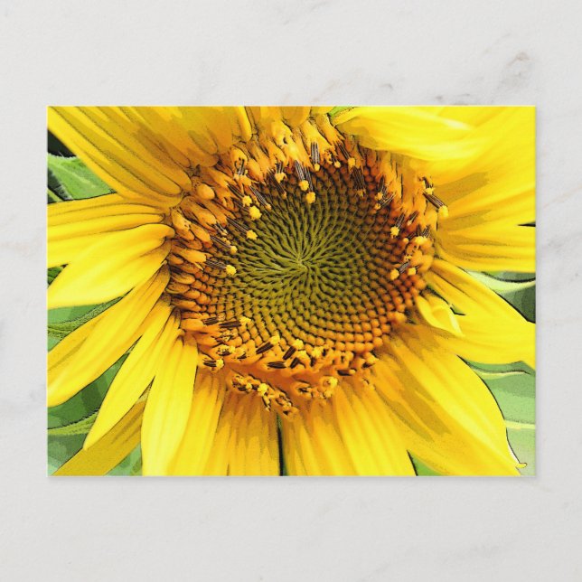 Sonnenblume, Postkarte (Vorderseite)