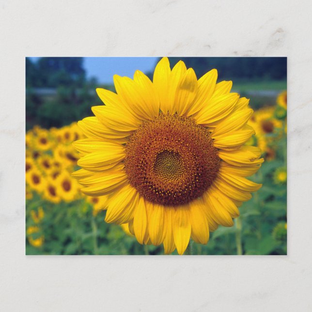 Sonnenblume Postkarte (Vorderseite)