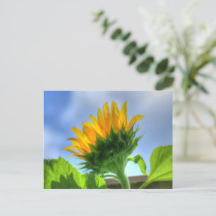 Sonnenblume Postkarte