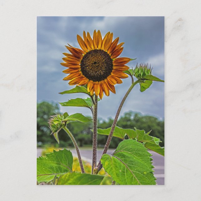 Sonnenblume Postkarte (Vorderseite)