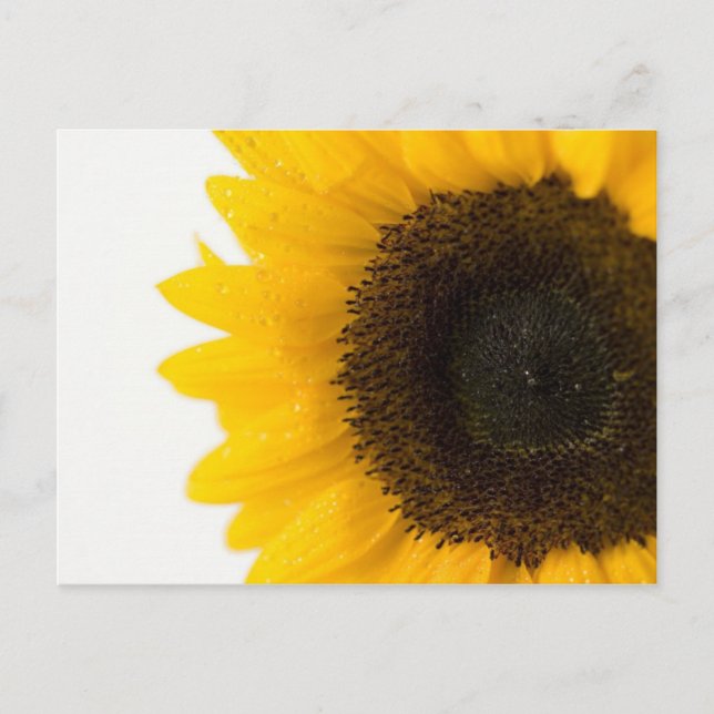 Sonnenblume Postkarte (Vorderseite)
