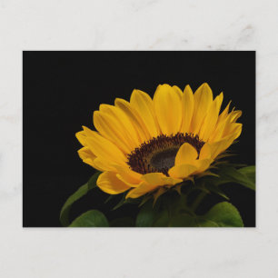 Sonnenblume Postkarte