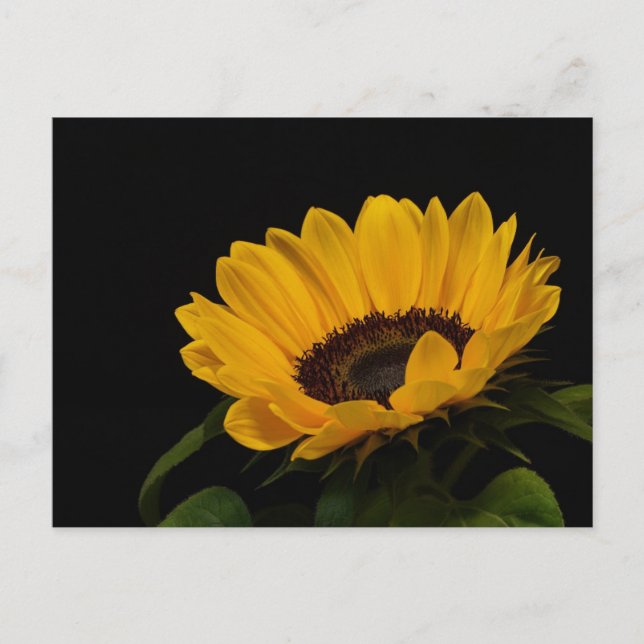 Sonnenblume Postkarte (Vorderseite)