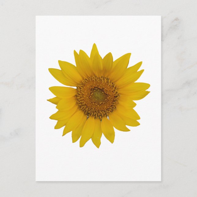 Sonnenblume Postkarte (Vorderseite)