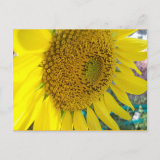 Sonnenblume Postkarte