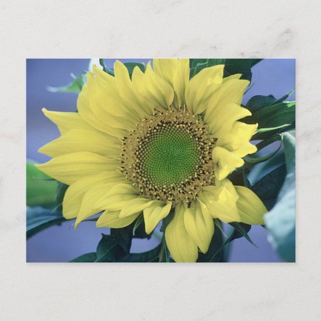 Sonnenblume Postkarte (Vorderseite)