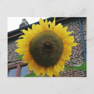 Sonnenblume Postkarte