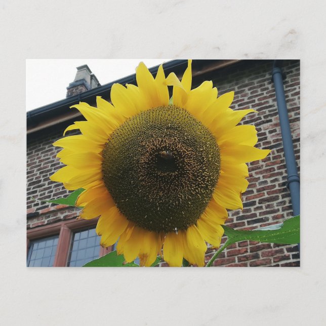 Sonnenblume Postkarte (Vorderseite)