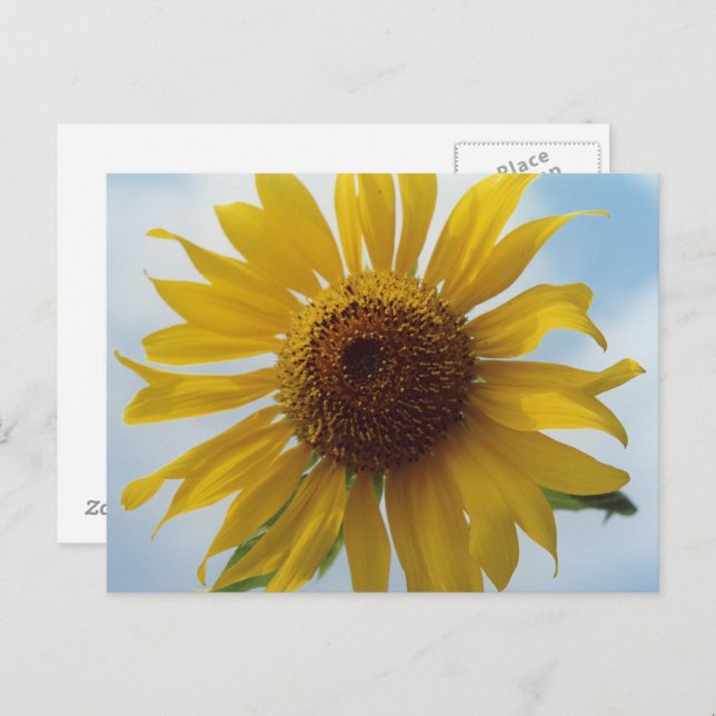 Sonnenblume Postkarte (Vorne/Hinten)