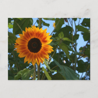 Sonnenblume-Postkarte Postkarte