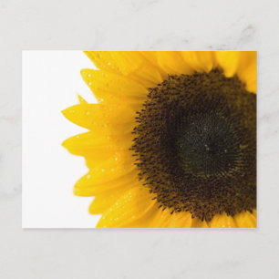 Sonnenblume Postkarte von Petr Kratochvil