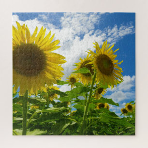 Sonnenblume Puzzle