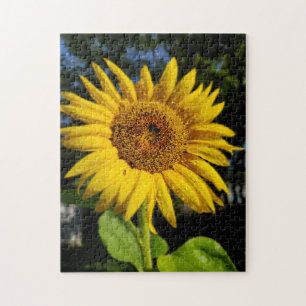 Sonnenblume Puzzle