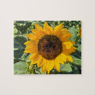 Sonnenblume Puzzle
