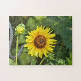 Sonnenblume Puzzle