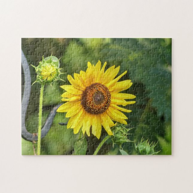 Sonnenblume Puzzle (Horizontal)