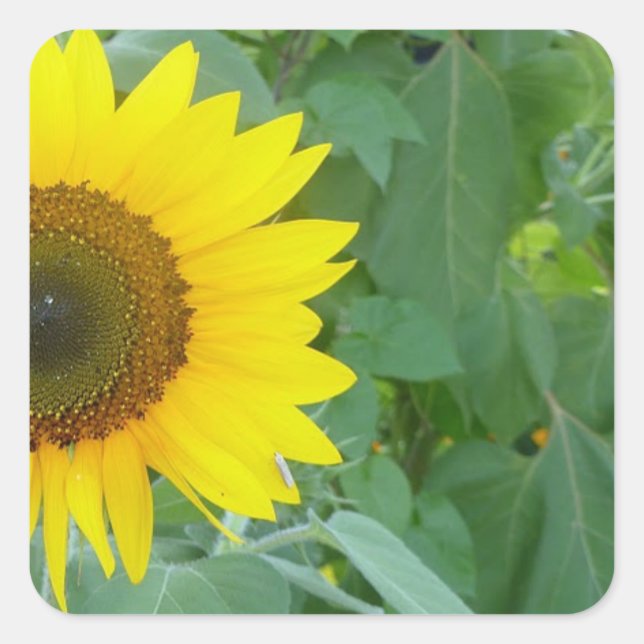 Sonnenblume Quadratischer Aufkleber (Vorderseite)