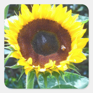 Sonnenblume Quadratischer Aufkleber