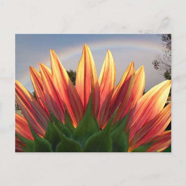 Sonnenblume Regenbogen ~ Postkarte (Vorderseite)