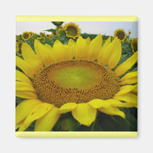 Sonnenblume-Reihe Magnet