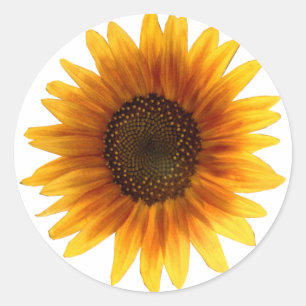 Sonnenblume Runder Aufkleber