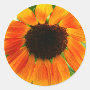 Sonnenblume Runder Aufkleber