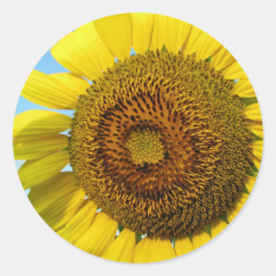 Sonnenblume Runder Aufkleber