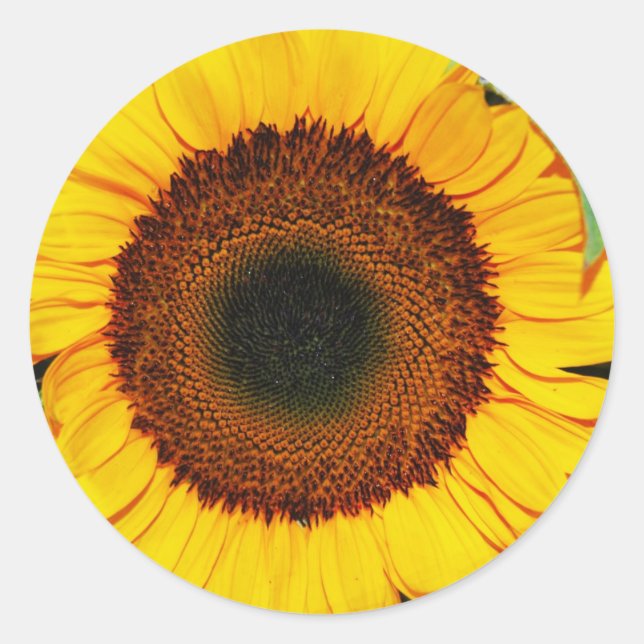 Sonnenblume Runder Aufkleber (Vorderseite)
