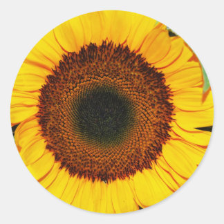 Sonnenblume Runder Aufkleber