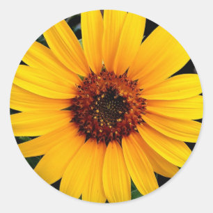 Sonnenblume Runder Aufkleber