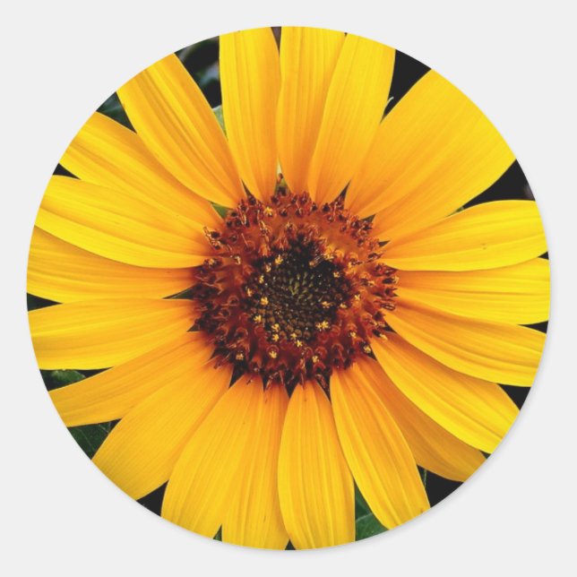 Sonnenblume Runder Aufkleber (Vorderseite)