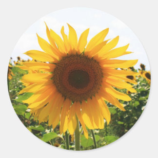 Sonnenblume Runder Aufkleber