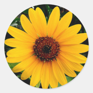 Sonnenblume Runder Aufkleber