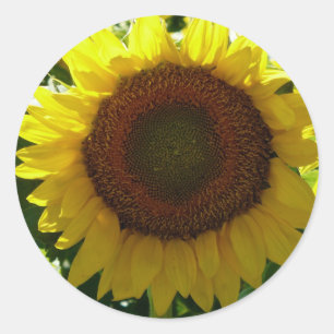 Sonnenblume Runder Aufkleber