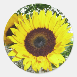 Sonnenblume Runder Aufkleber