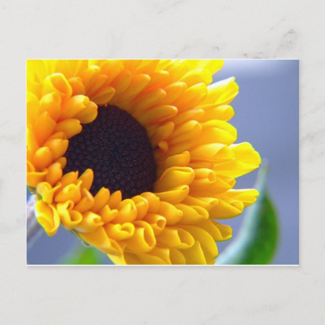 Sonnenblume Saisonale Inspiration Postkarte (Vorderseite)