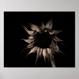 Sonnenblume - Sepia Fine Art Fotograf Einzigartig  Poster