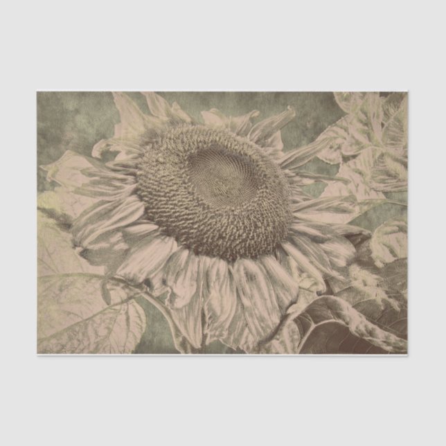 Sonnenblume Sepia Tone Brown Art Texoupage Seidenpapier (Vorderseite)