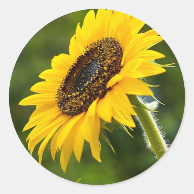 Sonnenblume Sideshot Runder Aufkleber (Vorderseite)