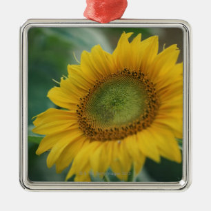 Sonnenblume Silbernes Ornament